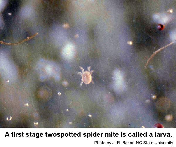 spider mite larva